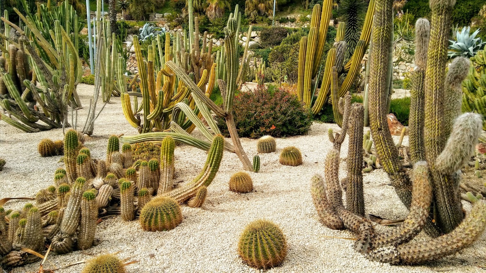 Cactus monumentals en primer pla