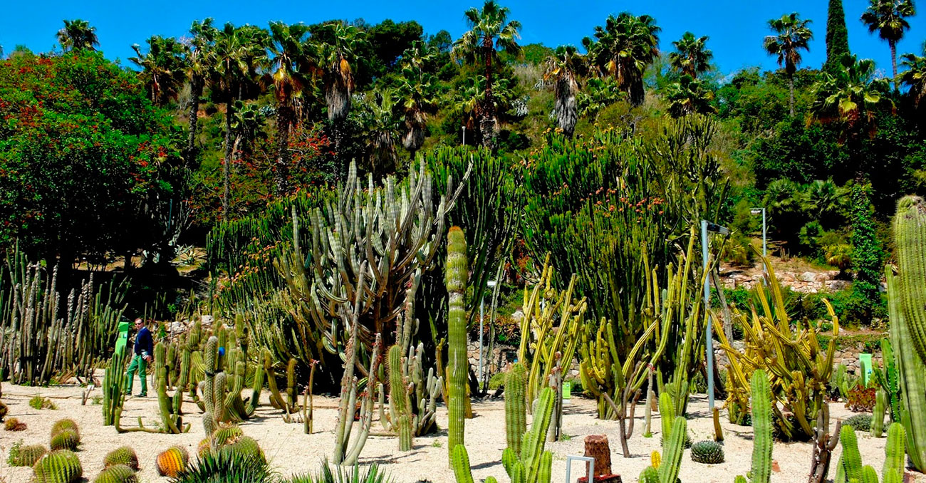 Grup d'Aloes en creixement